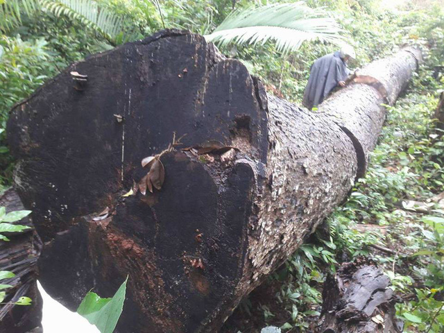 Gia[-]Lai:[-]Gỗ[-]"khủng"[-]bị[-]đốn[-]hạ[-]ngay[-]sát...[-]trạm[-]bảo[-]vệ[-]rừng